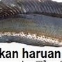 Ikan Tembakul Bisa Dimakan